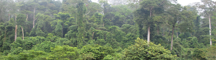 Danum valley site, Malaysia